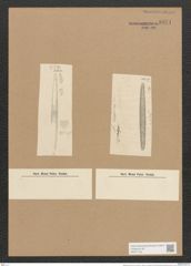 Nitzschia marina Grun. (de-Toni-Nr.: Genus 47, Species 2010) Zeichnungen Sammlung Grunow Nr. 3971 (NHMW-BOT-W0371742)